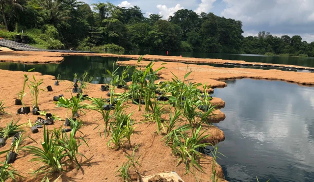 Figure 15: Planting process