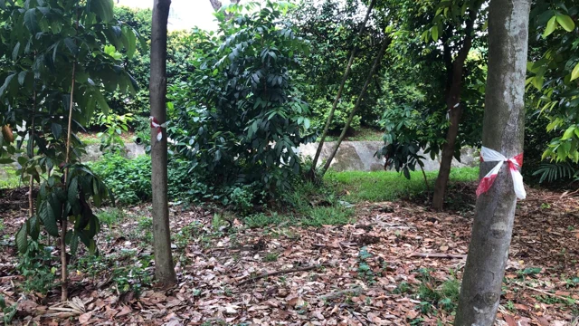 Figure 2: Trees to be transplanted were tagged with bright-colored tapes for easy identification.