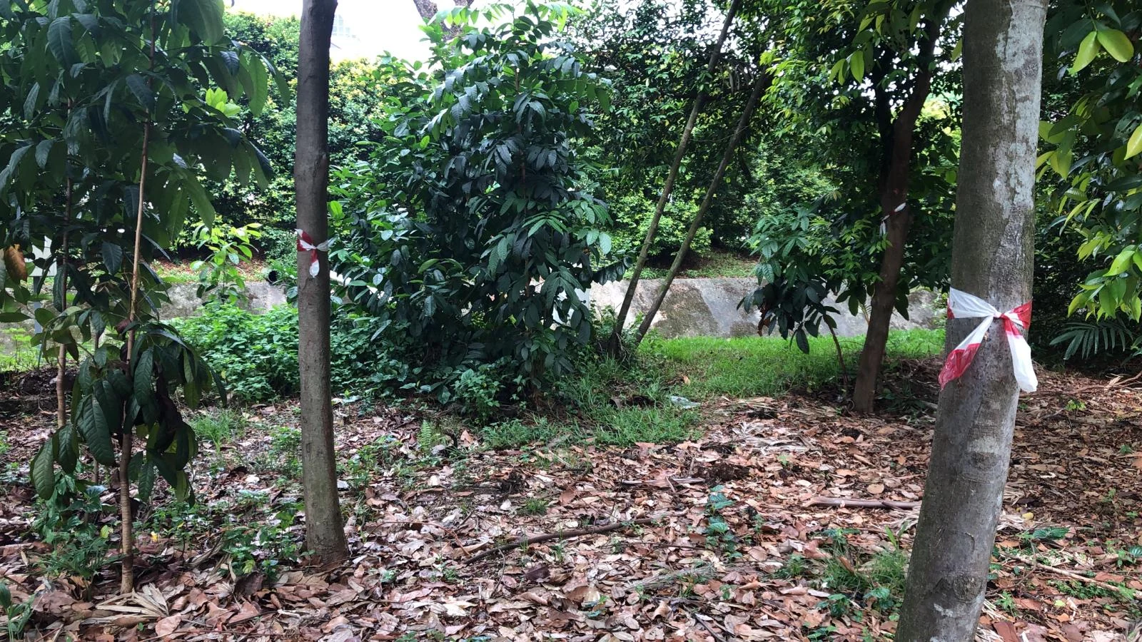 Figure 2: Trees to be transplanted were tagged with bright-colored tapes for easy identification.