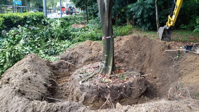 Figure 3: Ensuring that the tree roots were not damaged during the transplantation
